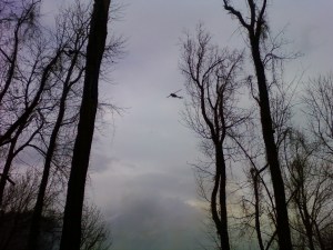 Chopper flying over my house to bring water from Town Lake above my house to Melrose Mountain